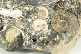 Iridescent Ammonite (Deshayesites & Aconeceras) Cluster - Russia #207463-5